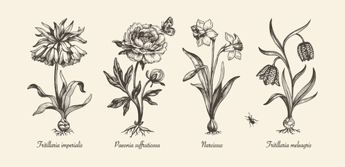 Botanical victorian illustration. Flower monochrome set. Engraved vintage style. Fritillaria imperialis, Fritillaria meleagris, narcissus and peony. Vector isolated design on a white background.   - obrazy, fototapety, plakaty