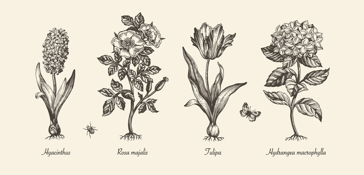 Botanical victorian illustration. Flower monochrome set. Engraved vintage style. Hyacinth, tulip, dog rose and hydrangea. Vector isolated design on a white background.