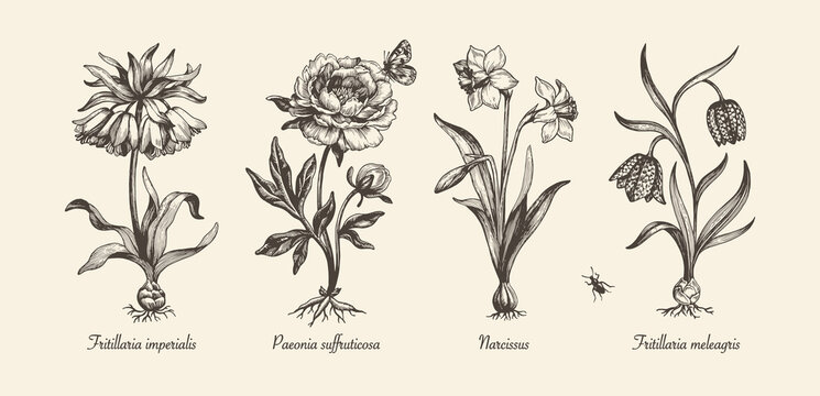 Botanical victorian illustration. Flower monochrome set. Engraved vintage style. Fritillaria imperialis, Fritillaria meleagris, narcissus and peony. Vector isolated design on a white background.  