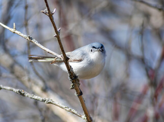 A blue-gray gnatcatcher bird staring back at the photographer's camera while feeding on flies and other bugs in the twigs. 