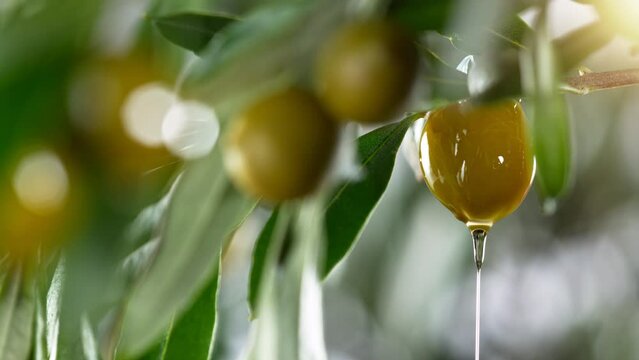 Super slow motion of dripping oil drop from green olive. Concept of pressed olive oil, macro shot. Filmed on high speed cinema camera, 1000fps.