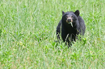 Obraz na płótnie Canvas Black Bear in the Grass