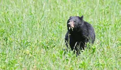 Black Bear in the Grass