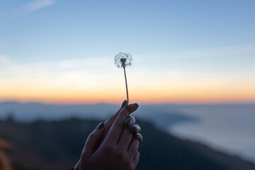 hand with dandelion