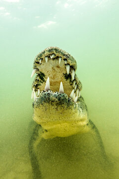 Underwater view of American Crocodile opening jaws