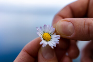 Chamomile flower in hand. Close-up