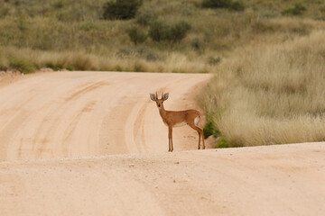Steenbok ram in the Kgalagadi, South Africa