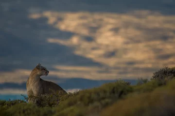 Tuinposter Pumas © Rafa
