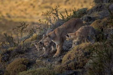 Rolgordijnen Pumas © Rafa