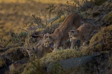 Tuinposter Pumas © Rafa