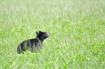 Black Bear in the Grass