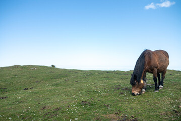 horse in the meadow