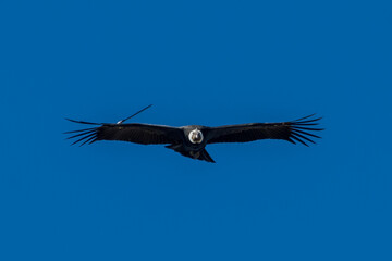 Majestic condor on Tierra del Fuego