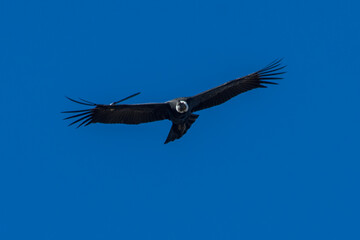 Obraz na płótnie Canvas Majestic condor on Tierra del Fuego