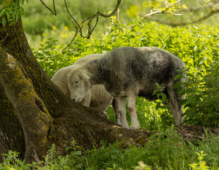 Fototapeta na wymiar sheep in the woods