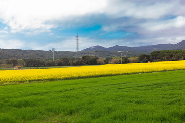 Spring and field full of yellow rapeseed blossoms