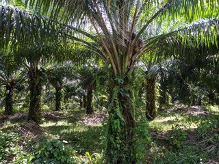 Oil palm plantation owned by residents in Kalimantan