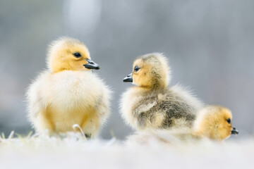 Goslings