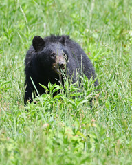 Black Bear in the Grass