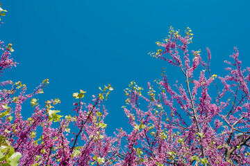 Beautiful pink blooming tree branches against the blue sky, spring time background
