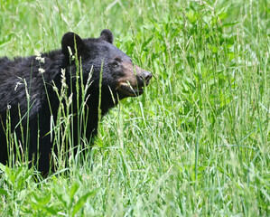 Black Bear in the Grass