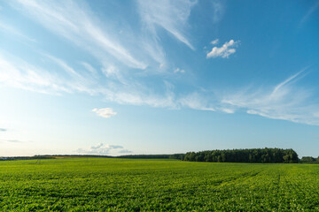 A beautiful yellow field against a blue sky. Agro-industrial complex for the cultivation of cereals, wheat, legumes, barley, beans.