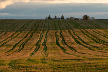 A large beautiful field for growing wheat on an industrial scale. The concept of a rich harvest and successful agribusiness. Wheat field background.