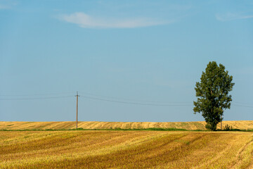 Fototapeta premium A beautiful yellow field against a blue sky. Agro-industrial complex for the cultivation of cereals, wheat, legumes, barley, beans.