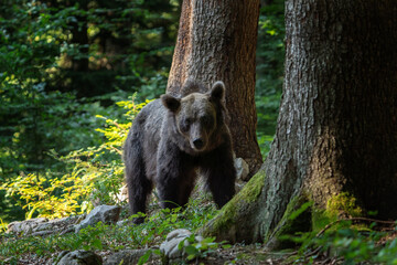 Brown bears in the forest. Small bear cubs with mother. Slovenia wildlife. Nature in Europe.