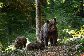 Fototapeta na wymiar Brown bears in the forest. Small bear cubs with mother. Slovenia wildlife. Nature in Europe.