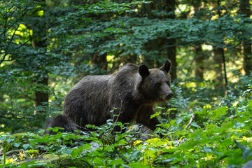 Brown bears in the forest. Small bear cubs with mother. Slovenia wildlife. Nature in Europe.