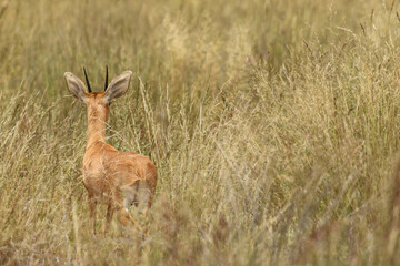 Naklejka na ściany i meble Steenbok ram in the Kgalagadi, South Africa