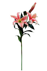 lily flowers isolated on transparent background, white pink flower isolated Photo summer spring...