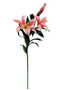 lily flowers isolated on transparent background, white pink flower isolated Photo summer spring flowers, png