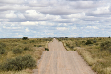Fototapeta na wymiar The 'green Kalahari' after all the rain, Kgalagadi, South Africa