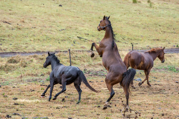 Horses playing in field