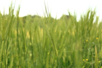 점점더 무르릭어가는 보리이삭