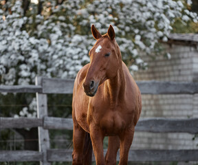 A beautiful red horse walks in a paddock on a farm