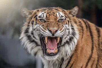 Rolgordijnen Portrait of a beautiful tiger and copy space. Snarling tiger © Denis