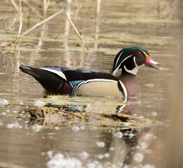Wood Duck