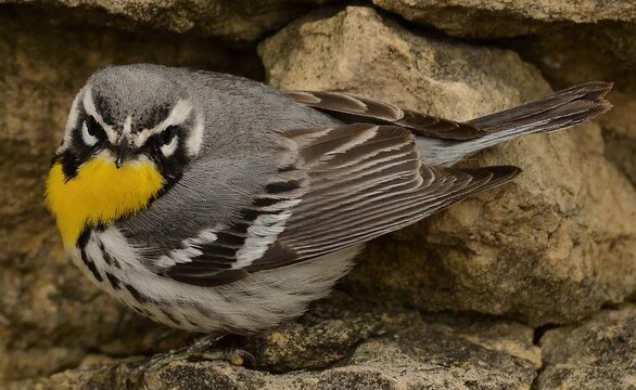 Yellow Throated Warbler