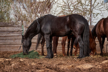 Thoroughbred horses walk in a corral on a farm
