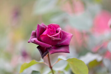 グレーフィンディアナ