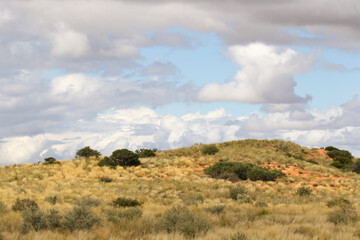 The 'green Kalahari' after all the rain, Kgalagadi, South Africa
