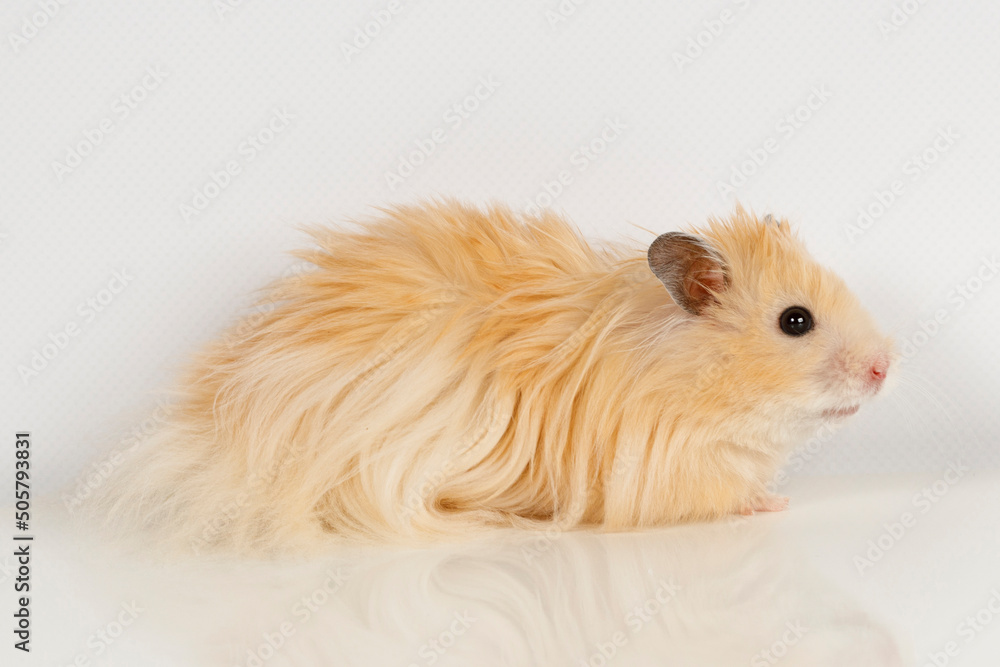 Canvas Prints fluffy Syrian hamster on a light background