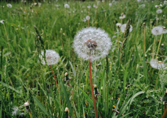 Several fluffy white dandelions on a background of green grass close-up. Spring concept.