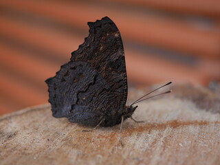 Butterfly sitting on a wooden stump with folded wings close-up