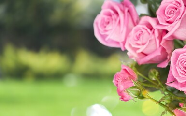 Beautiful pink Rose in garden farm in the greenhouse.