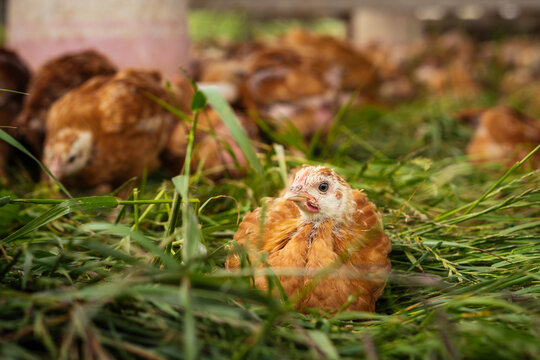 Pasture-Raised Chicken In Grass at California Farm