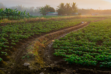 Farmland with morning light at Phayao province